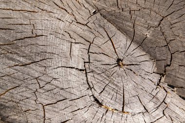 Eski bir testere ağacının dokusu