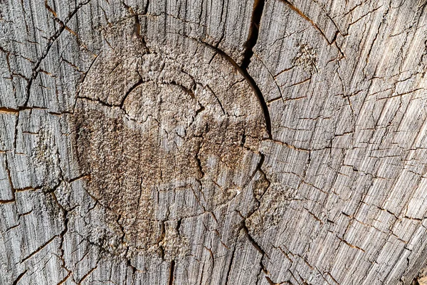 Υφή Ενός Παλιού Πριστή Δέντρου — Φωτογραφία Αρχείου
