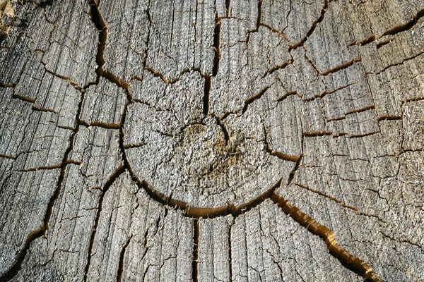 Textura Uma Velha Árvore Serrada — Fotografia de Stock