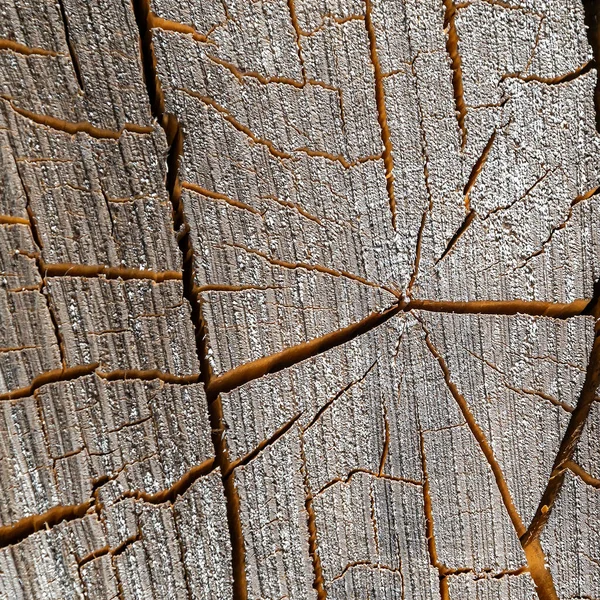 Textura Uma Velha Árvore Serrada — Fotografia de Stock