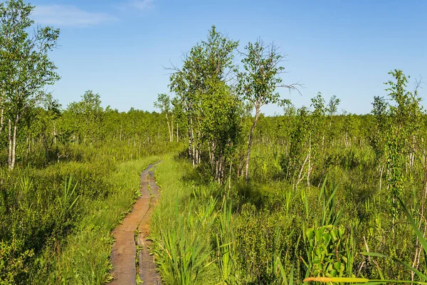 Landschap Moeras Schoon Kostroma Regio Rusland Plaats Van Prestatie Van — Stockfoto
