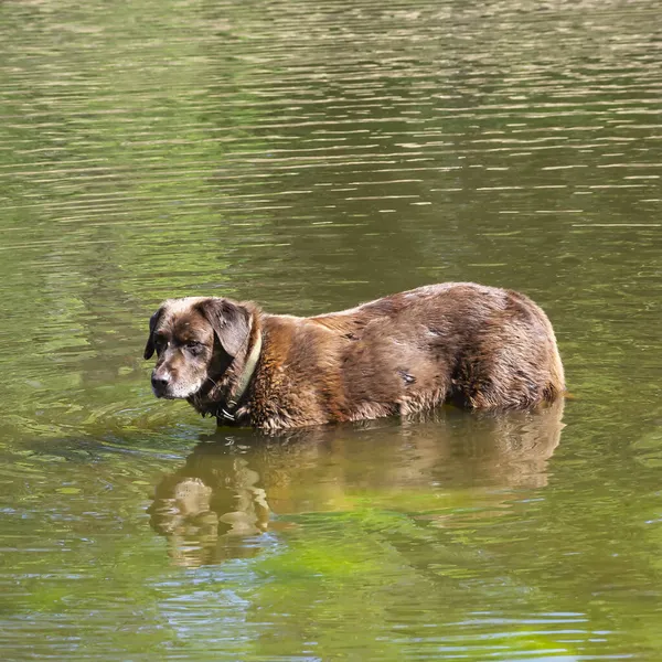 Ein Roter Hund Auf Einer Wanderung — Stockfoto