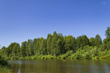 sıcak bir yaz gününde orman nehri
