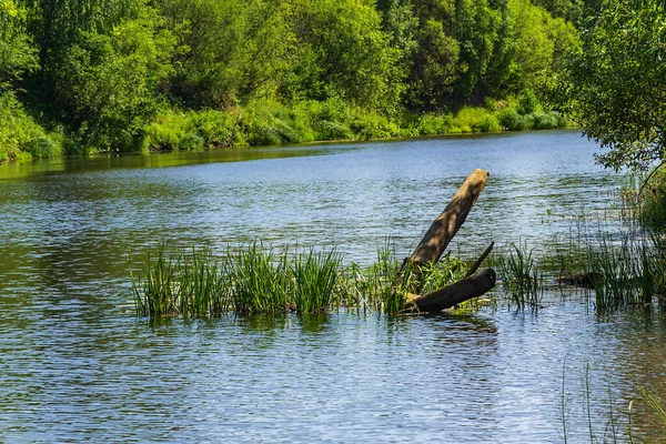 Forest River Hot Summer Day — Stock Photo, Image