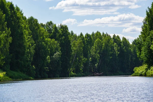 Forest River Hot Summer Day — Stock Photo, Image