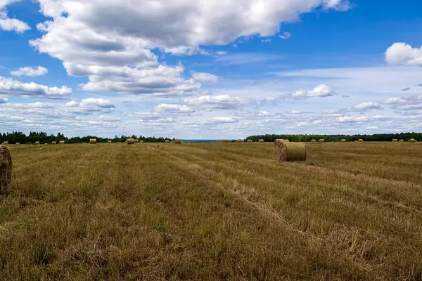 saman balyalarıyla tarla, hasat zamanı