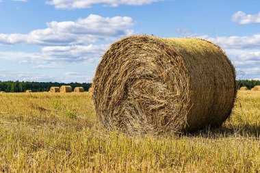 Hasat sırasında tarlada bir saman balyası.