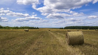 saman balyalarıyla tarla, hasat zamanı