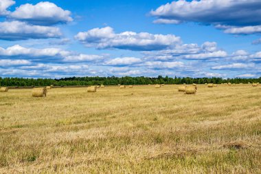 saman balyalarıyla tarla, hasat zamanı