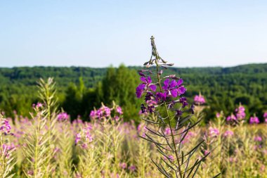 Geniş yapraklı ivan çayı, manzaralı bir çiçek.