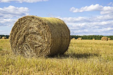 Hasat sırasında tarlada bir saman balyası.