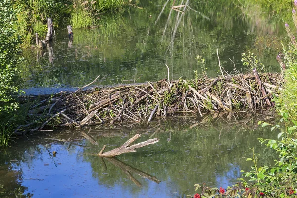 Dam Built Beavers Small River Forest — Stock Photo, Image