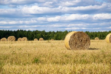 saman balyalarıyla tarla, hasat zamanı
