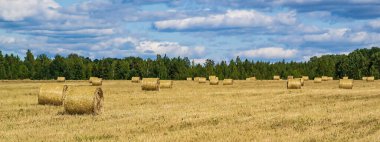 saman balyalarıyla tarla, hasat zamanı