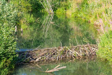 Ormandaki küçük bir nehre kunduzlar tarafından inşa edilmiş bir baraj.