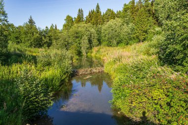 Ormandaki küçük bir nehre kunduzlar tarafından inşa edilmiş bir baraj.