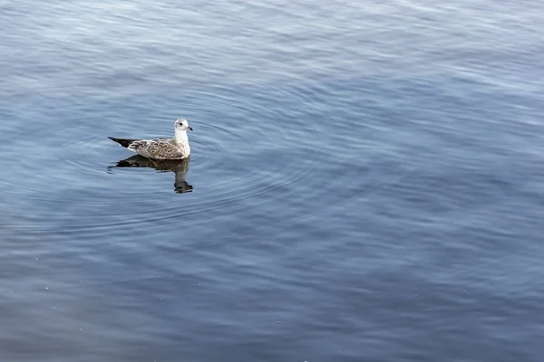 Suda Martı Nehri — Stok fotoğraf