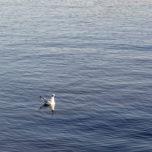 Gaviota Agua — Foto de Stock