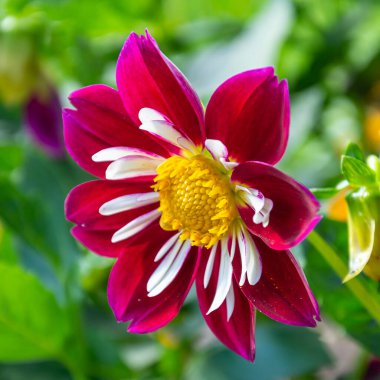 Çiçek tarhında bir çiçek