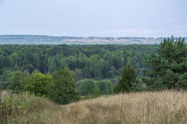 Manzara, eski, fazla gelişmiş orman yolu.