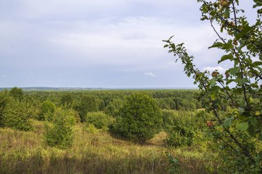 Güneşli bir günde vahşi orman yaz manzarası