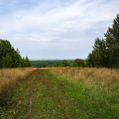 Eski orman yolu, yaz manzarası