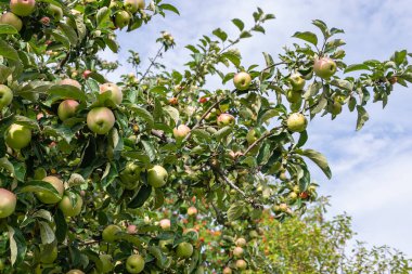 Elma ağacında çok elma var.
