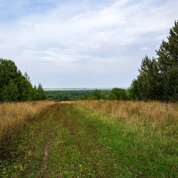 Eski orman yolu, yaz manzarası