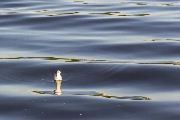 River Gull Water — Stock Photo, Image