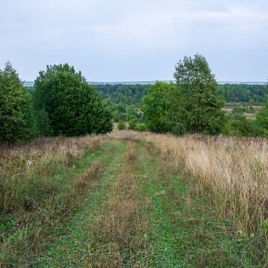 Manzara, eski, fazla gelişmiş orman yolu.