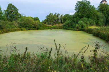 Güneşli bir günde fazla büyümüş köy göleti