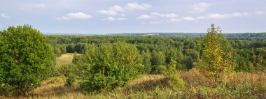 Güneşli bir günde vahşi orman yaz manzarası