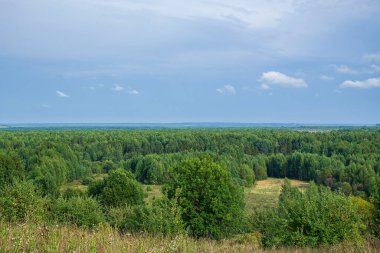 Güneşli bir günde vahşi orman yaz manzarası