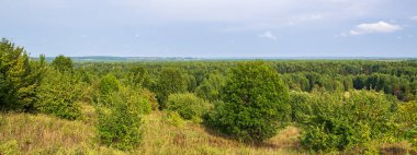 Güneşli bir günde vahşi orman yaz manzarası