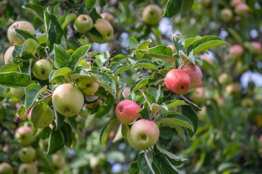 Elma ağacında çok elma var.