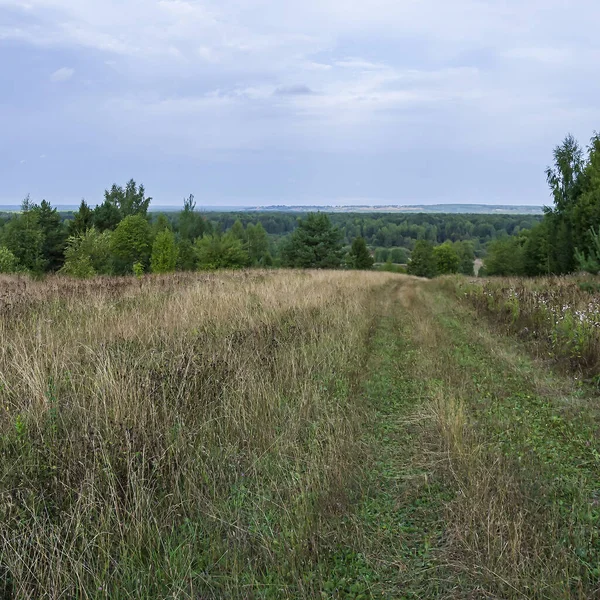 Ландшафт Старая Заросшая Лесная Дорога — стоковое фото