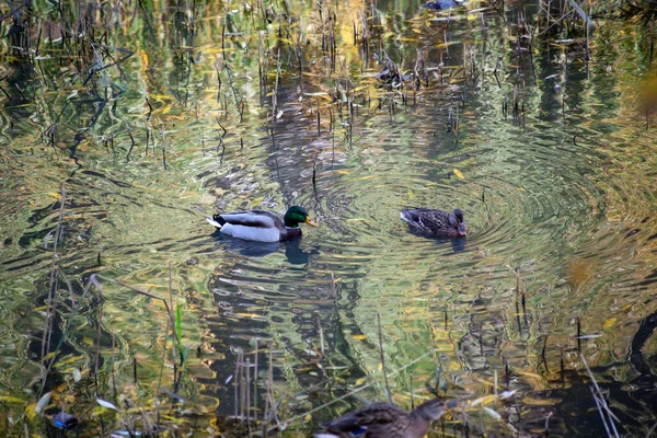 Ein Paar Enten Schwimmt Gemeinsam Teich Stockenten Familie Wasser Mit — Stockfoto
