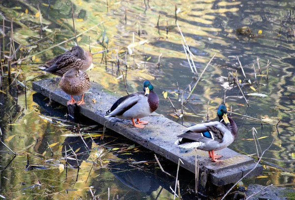 Bandada de patos nadando en el lago del estanque. Mallard patos aves familia descanso. Enfoque selectivo en el pato derecho — Foto de Stock