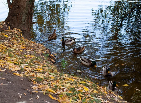Bandada de patos nadando en el lago del estanque. Mallard patos familia de aves en el agua con hojas amarillas de otoño. Enfoque selectivo en el pato derecho —  Fotos de Stock
