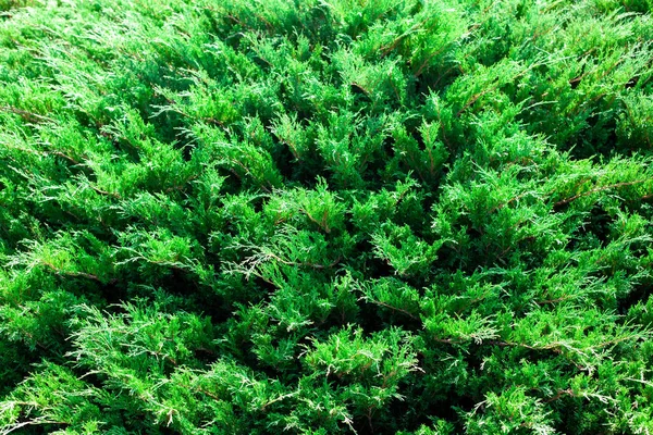 Ardıç çalısı kapanıyor. Parkta büyüyen ardıç dallarıyla dolu bir arka plan. Evergreen kozalaklı bitki — Stok fotoğraf