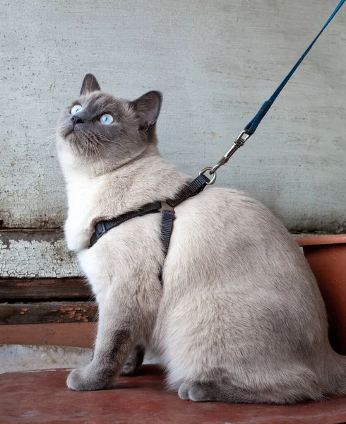 Grey Cat Harness Sitting Balcony Scottish Straight Ear Cat Leash — Stock Photo, Image