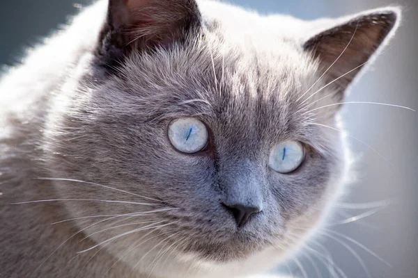 Kedi portresi yakın plan. Makroda İskoç heteroseksüel kulak kedisi suratı. Gri kürklü mavi gözlü kedi etrafa bakıyor. Saha fotoğrafının derinliği. Göze seçici odaklanma.