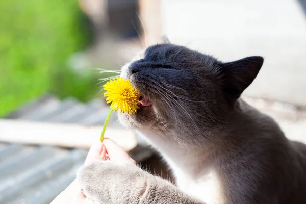 Cat Bites Yellow Dandelion Close Portrait Gray Cat Sniffing Flower — стоковое фото