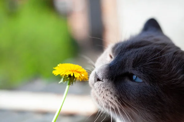 Kedi sarı karahindiba kokluyor. Makroda çiçek koklayan gri kedi portresi. Çiçek kafaya odaklan. Saha fotoğrafının derinliği