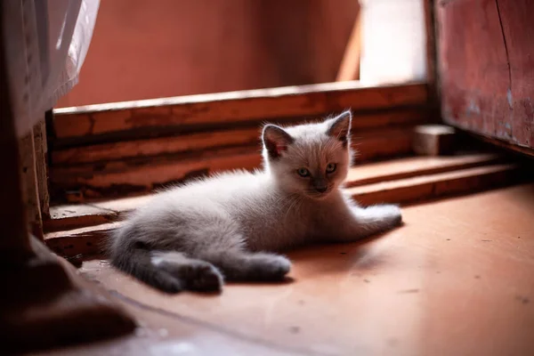 Slaperig Wit Grijs Poesje Ligt Vloer Zonlicht Schattig Klein Katje — Stockfoto