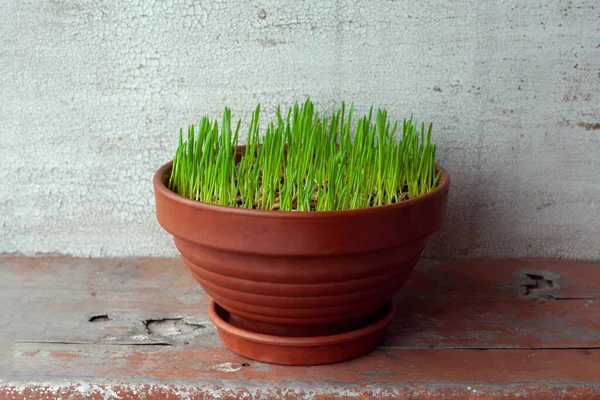 Green grass grows in a ceramic flower pot. Growing cat grass at home balcony. Oat grass plant in terracotta pot close up.