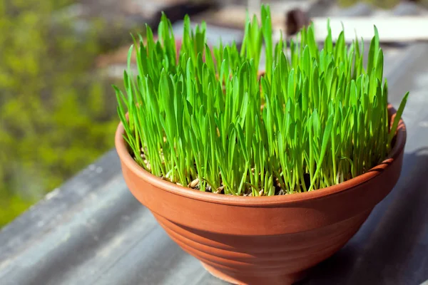 Green grass grows in a ceramic flower pot. Growing cat grass at home balcony. Oat grass plant in terracotta pot close up.