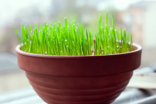 Green Grass Grows Ceramic Flower Pot Growing Cat Grass Home — Stock Photo, Image