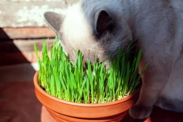 Cat is eating fresh green grass in flower pot. Cat grass, pet grass. Healthy diet for cats. Growth oat grass at home.
