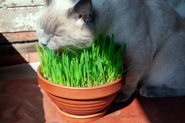Cat is eating fresh green grass in flower pot. Cat grass, pet grass. Healthy diet for cats. Growth oat grass at home.